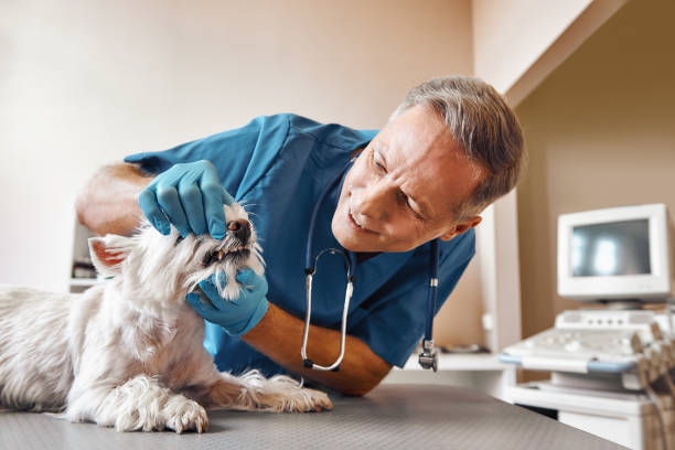  Friendly, MD Emergency Dentist Pros